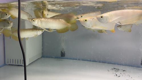 金頭過背金龍魚正確吃法圖片