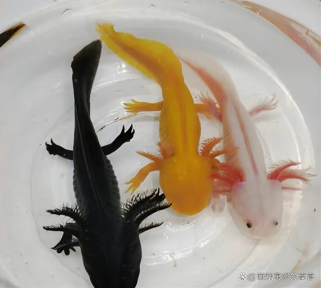 六角龍魚可以在深水養嗎