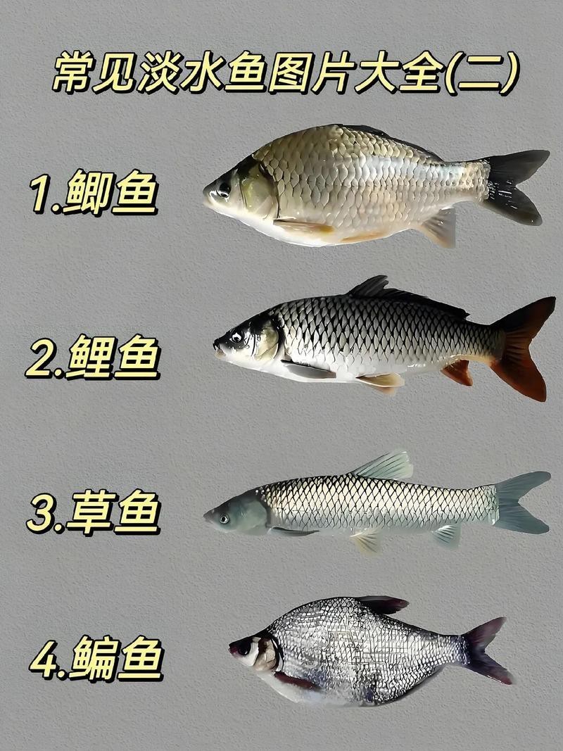 淡水魚圖片
