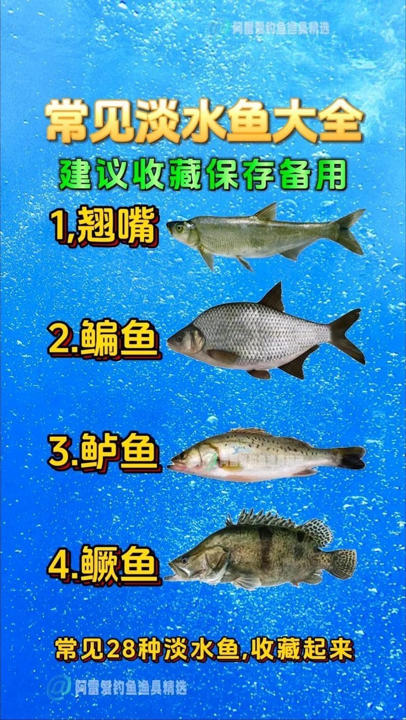 淡水魚圖片
