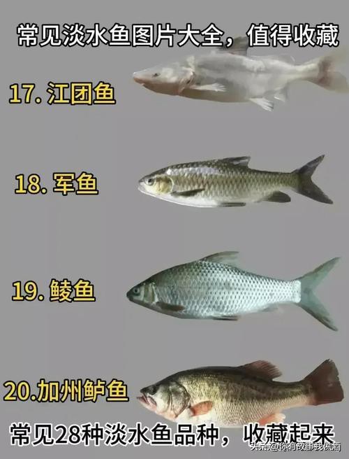 淡水魚圖片
