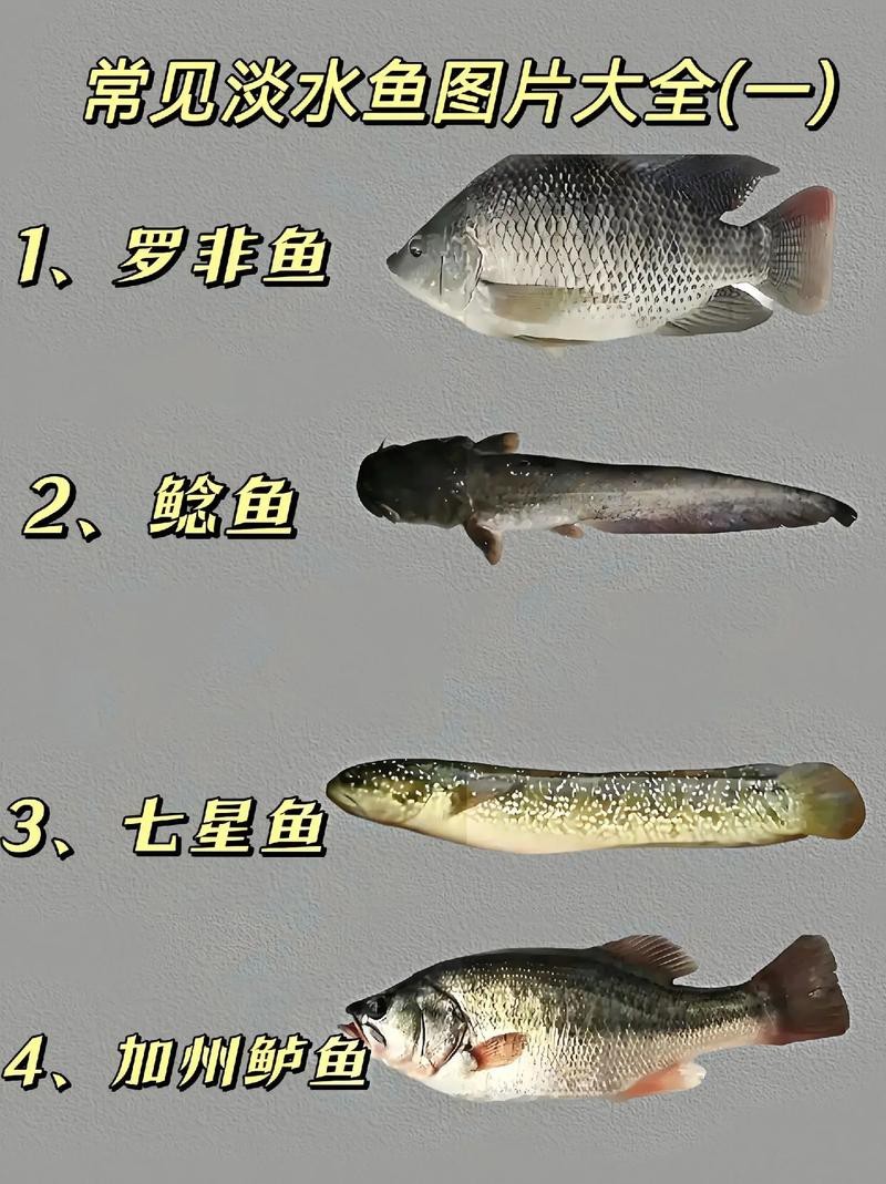 淡水魚圖片