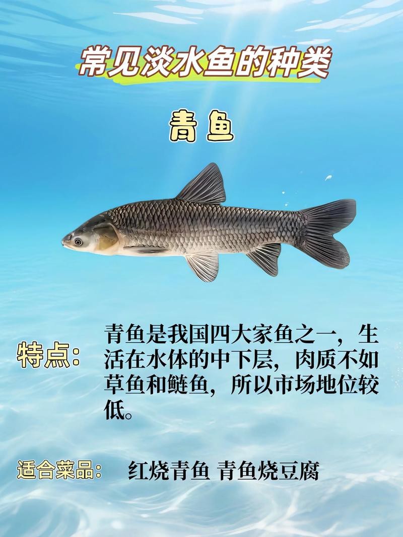 淡水魚圖片