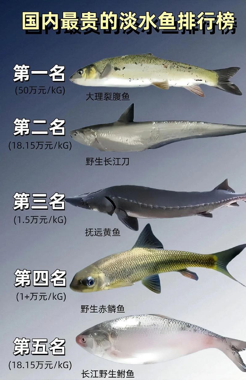 淡水魚圖片