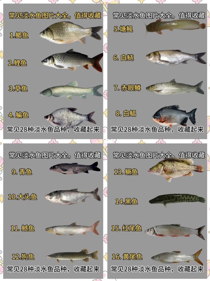 淡水魚圖片