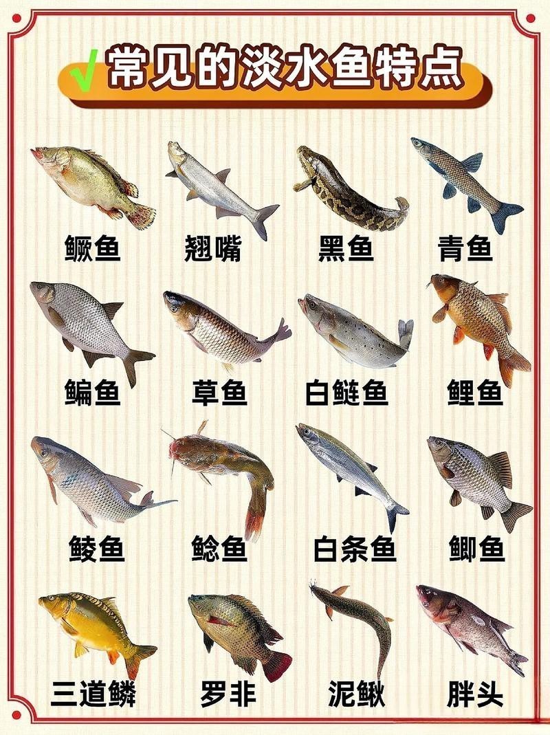 淡水魚圖片