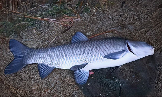 淡水魚圖片