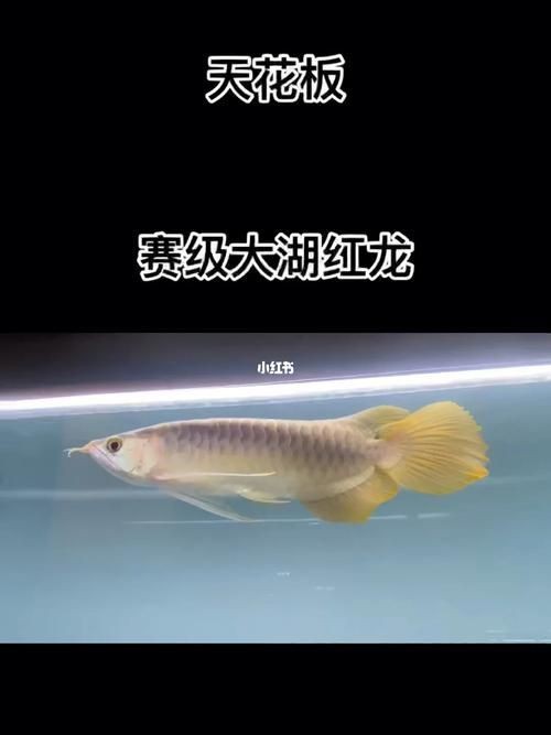 紅龍魚賽級最簡單三個步驟圖片