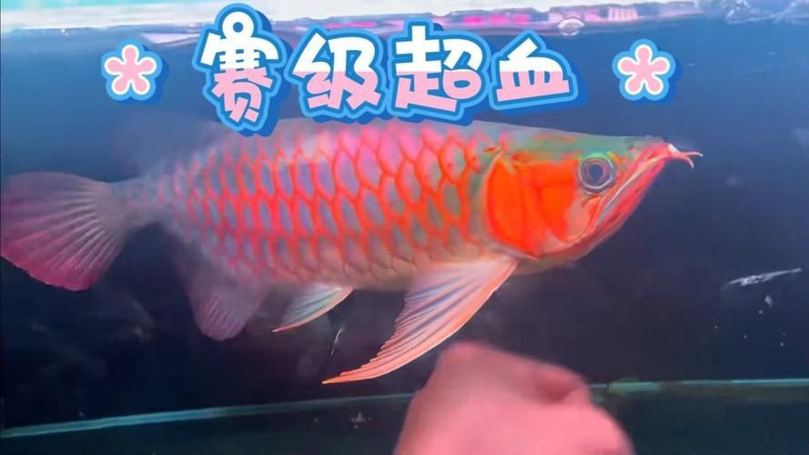 紅龍魚賽級最簡單三個步驟圖片