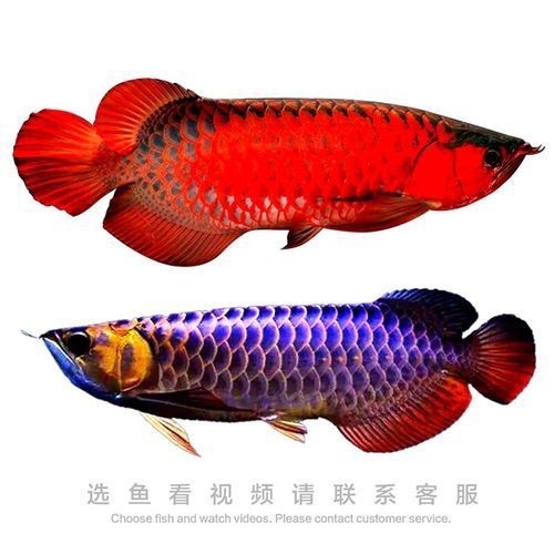 紅龍魚賽級最簡單三個步驟圖片