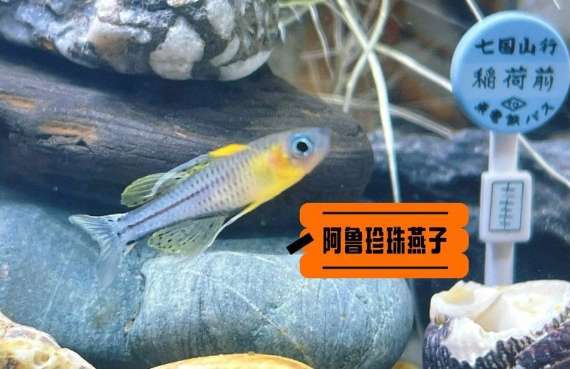 紅尾美人魚公的和母的有什么區別