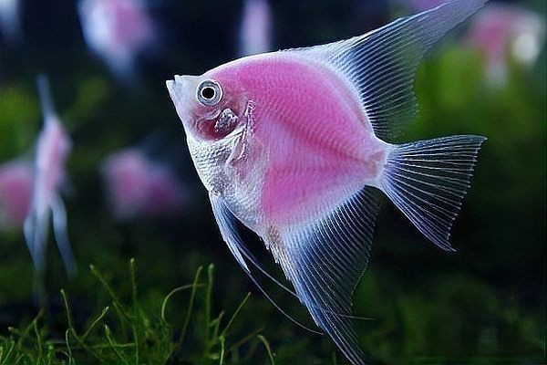 紅尾美人魚公的和母的有什么區別