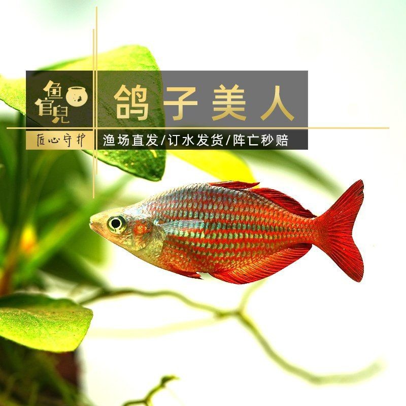 紅尾美人魚公的和母的有什么區別