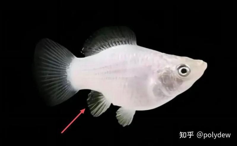 紅尾美人魚公的和母的有什么區別