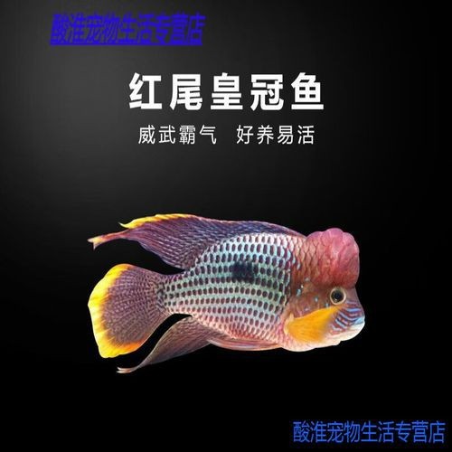 家里養(yǎng)什么龍魚比較好養(yǎng)