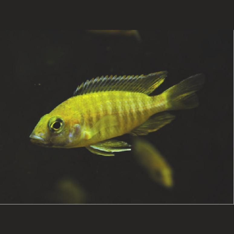皇帝魚和什么魚的區別