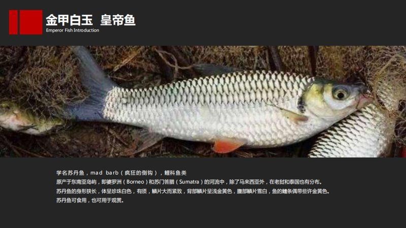 皇帝魚和什么魚的區別