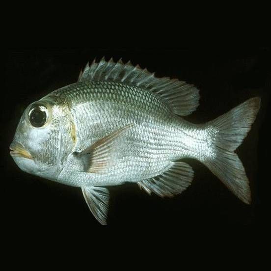 皇帝魚和什么魚的區別