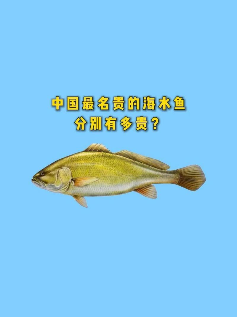 黃龍海水魚的價格是多少？