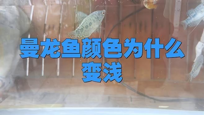 藍曼龍魚顏色變淺