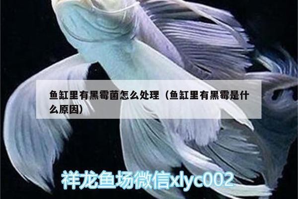 襄城區龍門魚棧生態魚室店（襄城區龍門魚棧生態魚室店電話號碼）