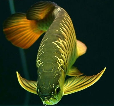 斗門區(qū)井岸鎮(zhèn)新新水族管（斗門區(qū)井岸鎮(zhèn)新新水族管理所電話）