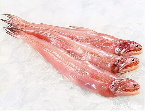 龍頭魚身圖片高清大圖