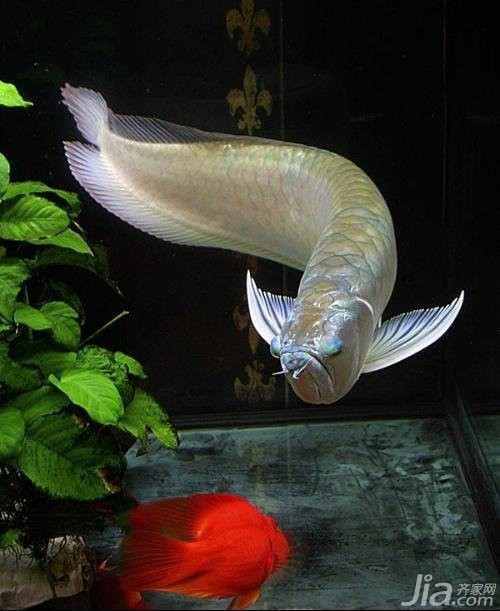 銀龍魚價格及圖片