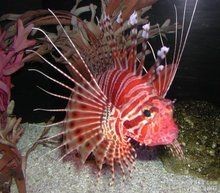 紅頭魚簡介