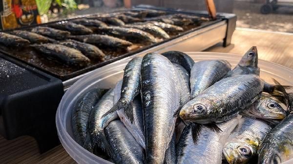 紅頭魚簡介