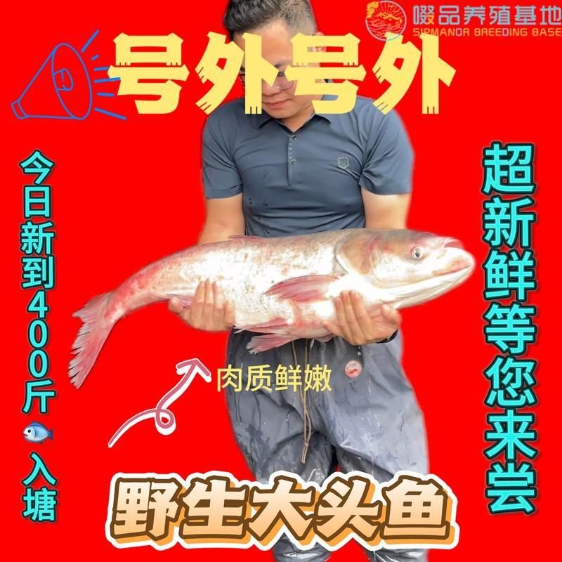 紅色大頭魚圖片