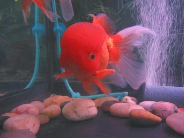紅色大頭魚圖片