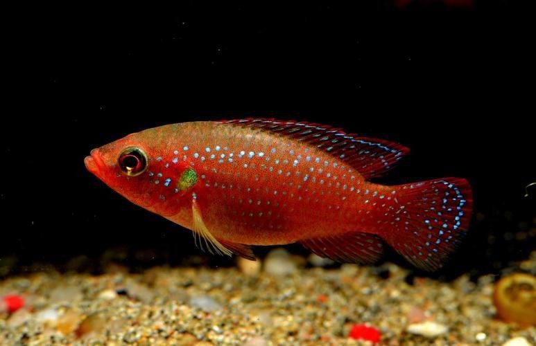 紅色大頭魚圖片