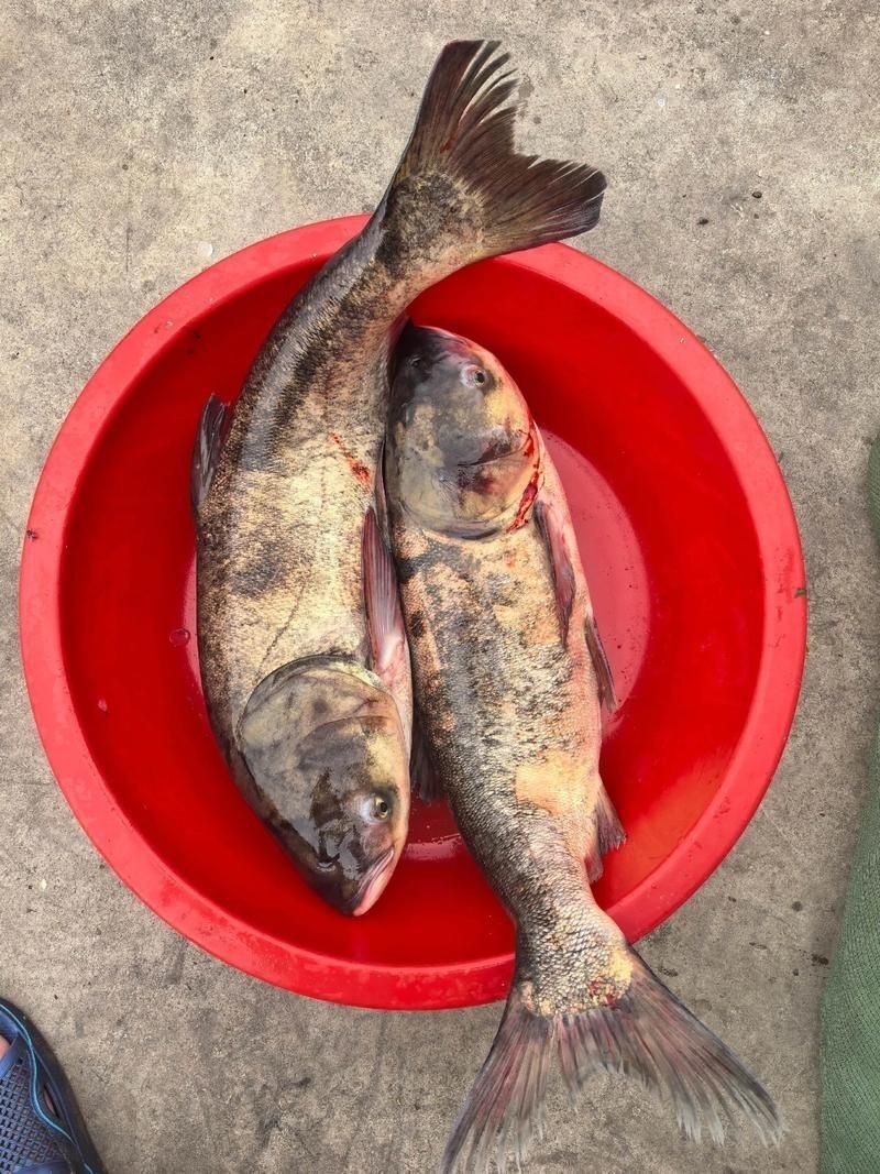 紅色大頭魚圖片
