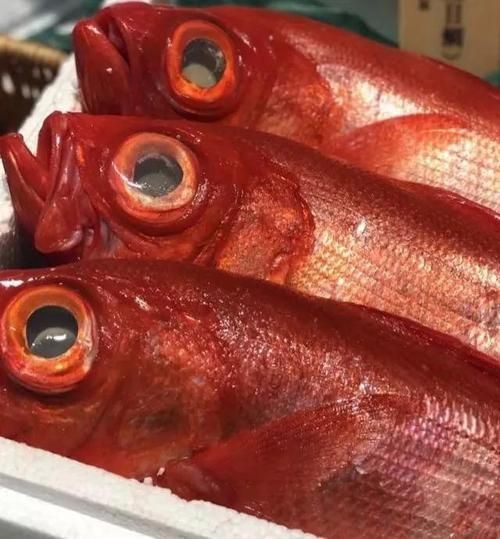 紅色大頭魚圖片