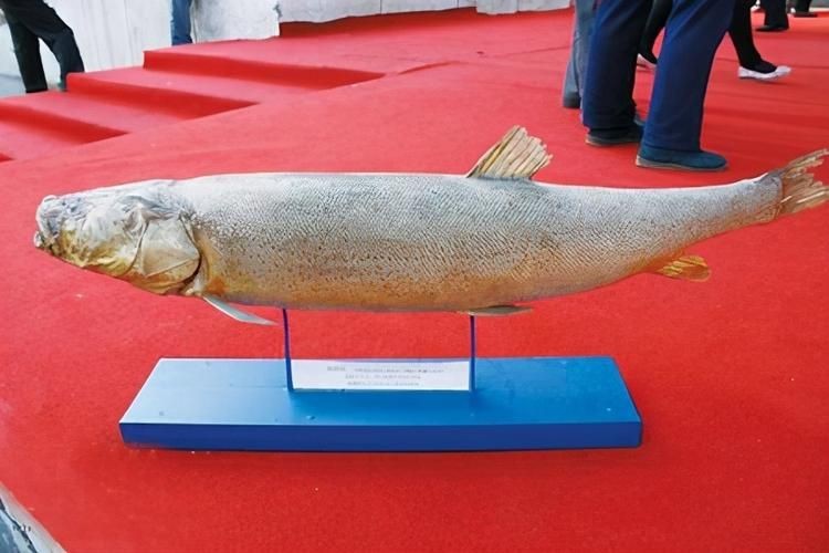 紅色大頭魚圖片