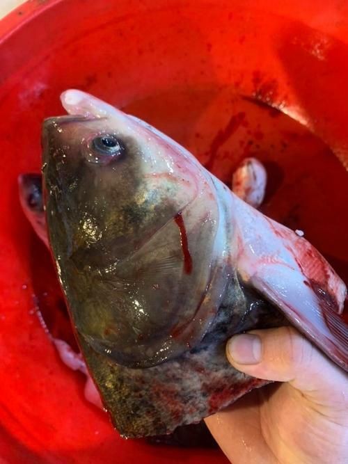 紅色大頭魚圖片