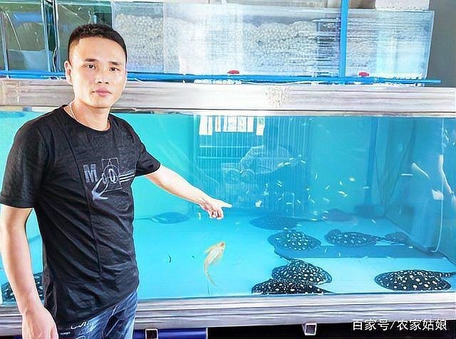 魟魚和dvd魟魚哪個(gè)更貴
