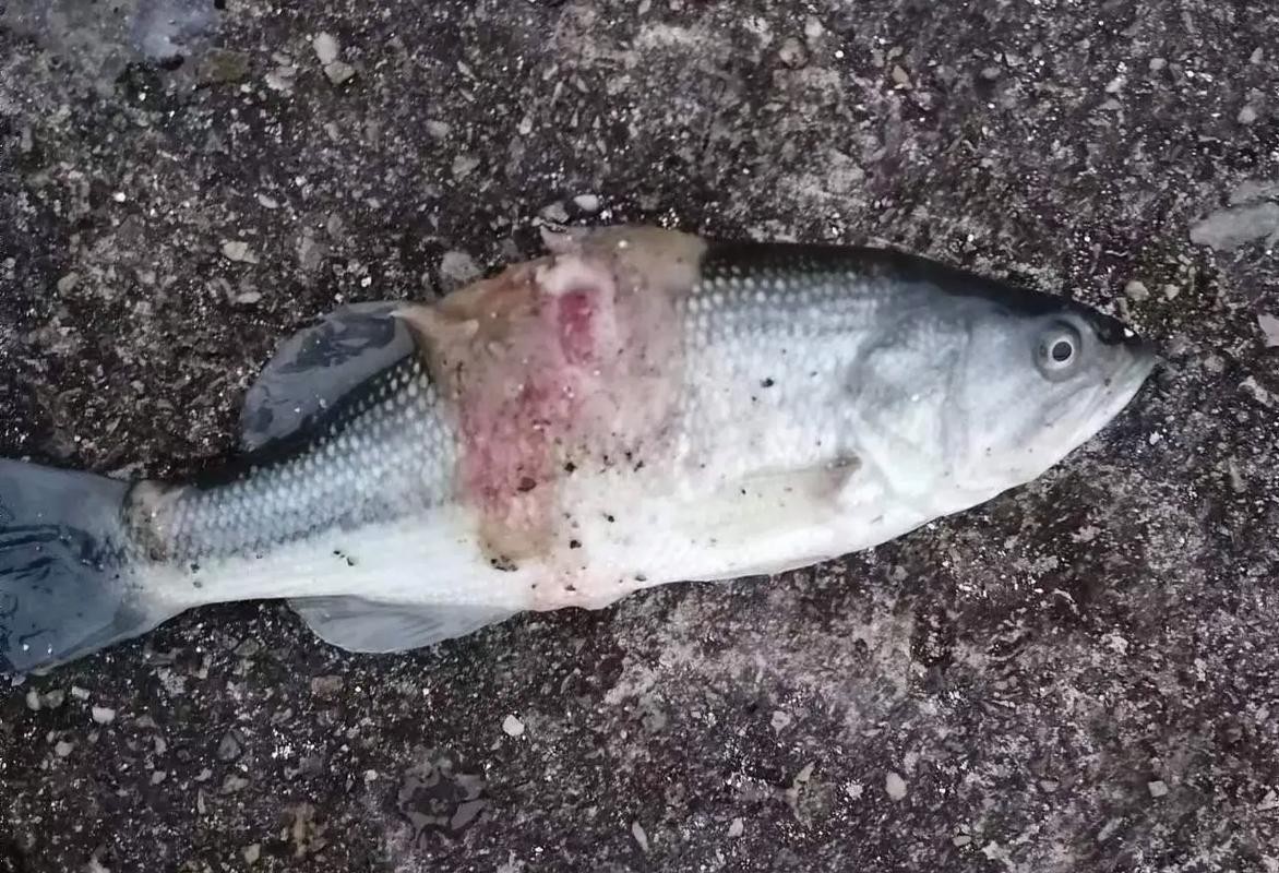 水霉病初期圖片