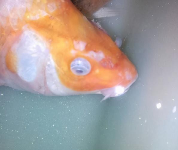 水霉病初期圖片