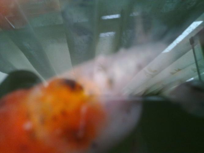 水霉病初期圖片
