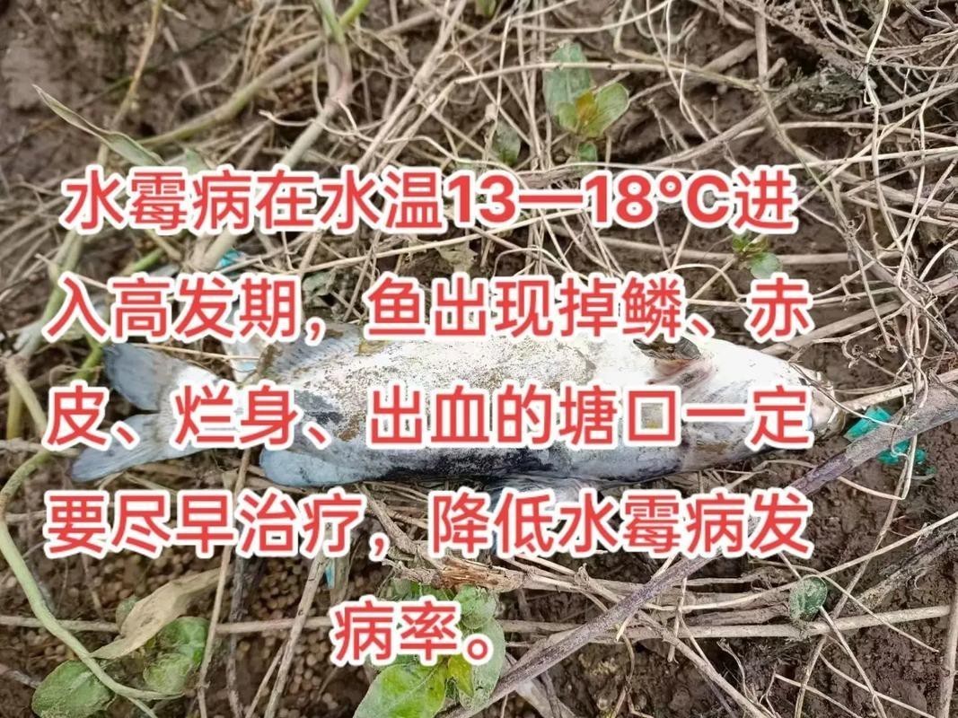 水霉病初期圖片