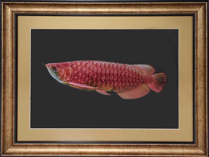 紅龍魚金龍魚壁畫圖片