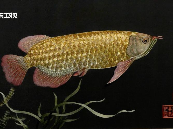 紅龍魚金龍魚壁畫圖片