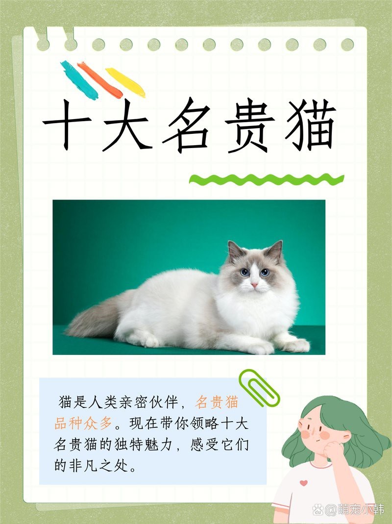 十大名貴貓