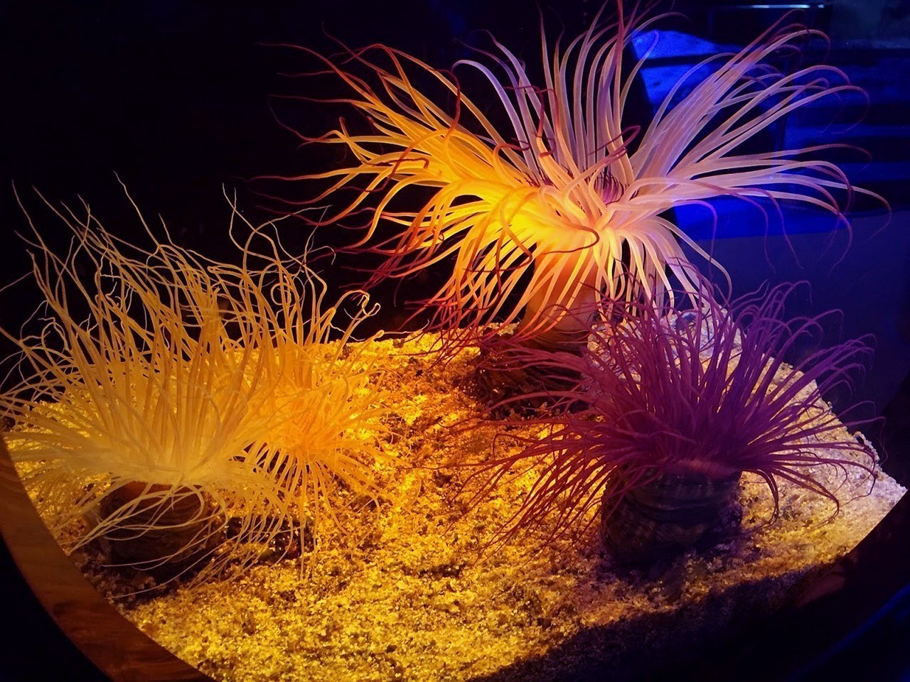 四會(huì)市盈彩水族館（四會(huì)市盈彩水族館地址）