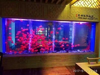 魚缸比較好養的魚品種（魚缸養殖技巧，斑馬魚適宜的水溫范圍）