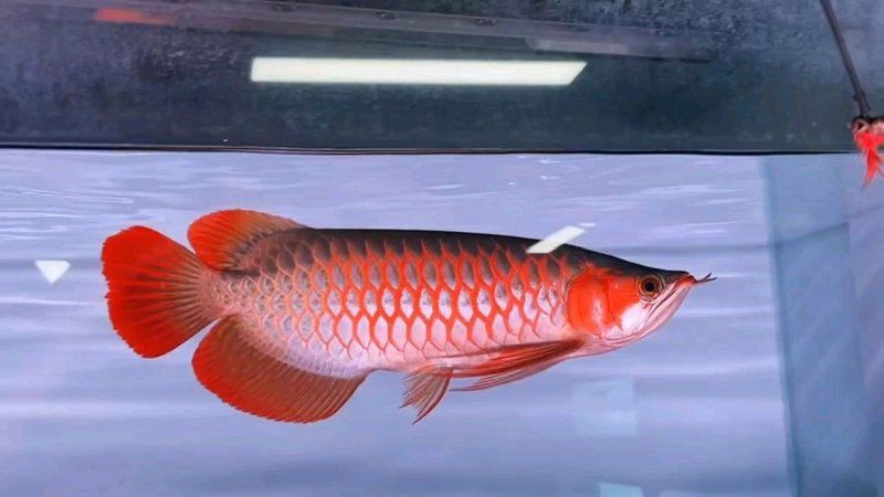 紅龍魚戰車是雜牌嗎還是名牌