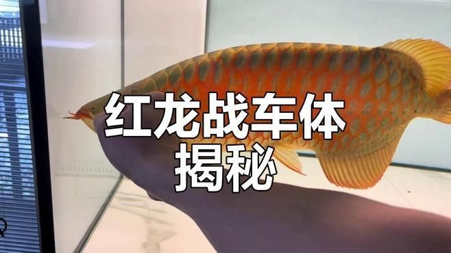 魚鰓病治療期間需要增氧嗎