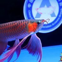 紅龍魚戰車是雜牌嗎還是名牌